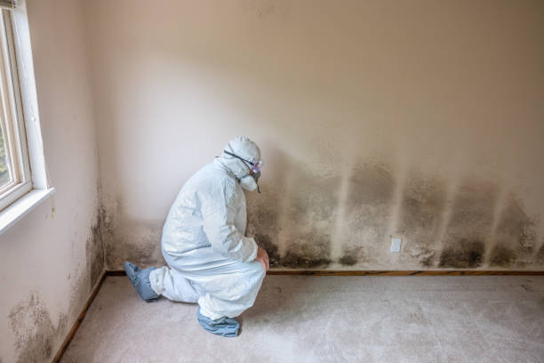 Best Commercial Mold Remediation in Frisco City, AL