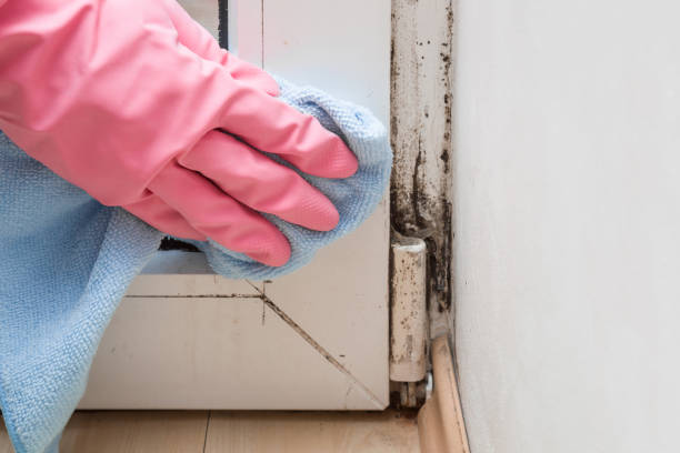 Best Bathroom Mold Remediation in Frisco City, AL